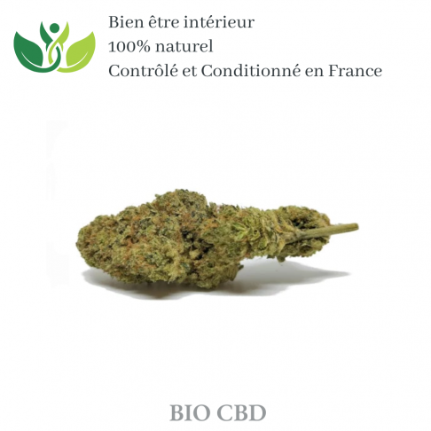 Fleur de CBD gelato de qualité supérieur variété sativa