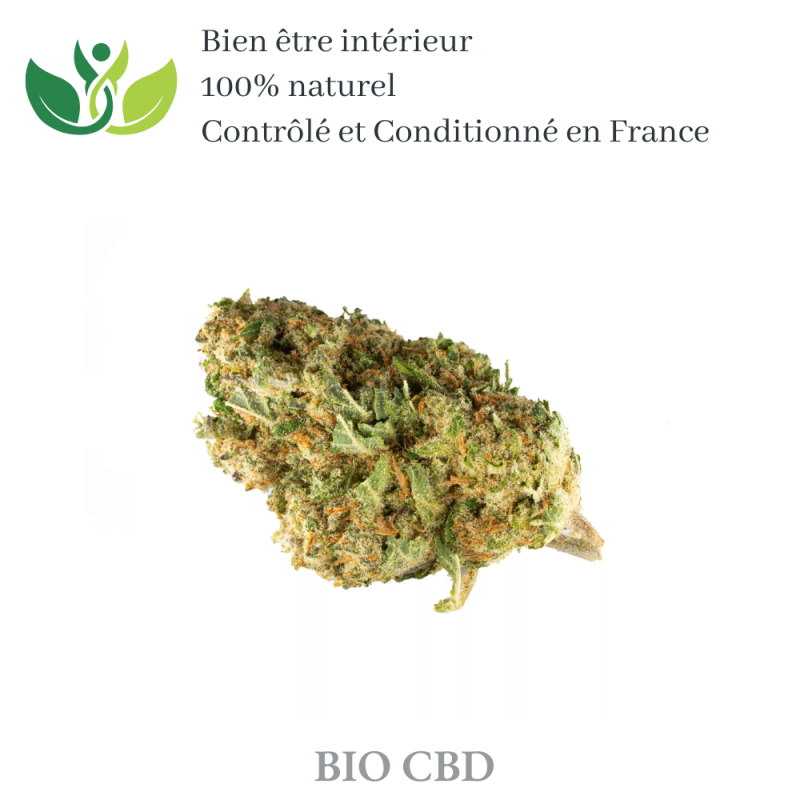 Fleur de CBD mango de qualité supérieur variété sativa